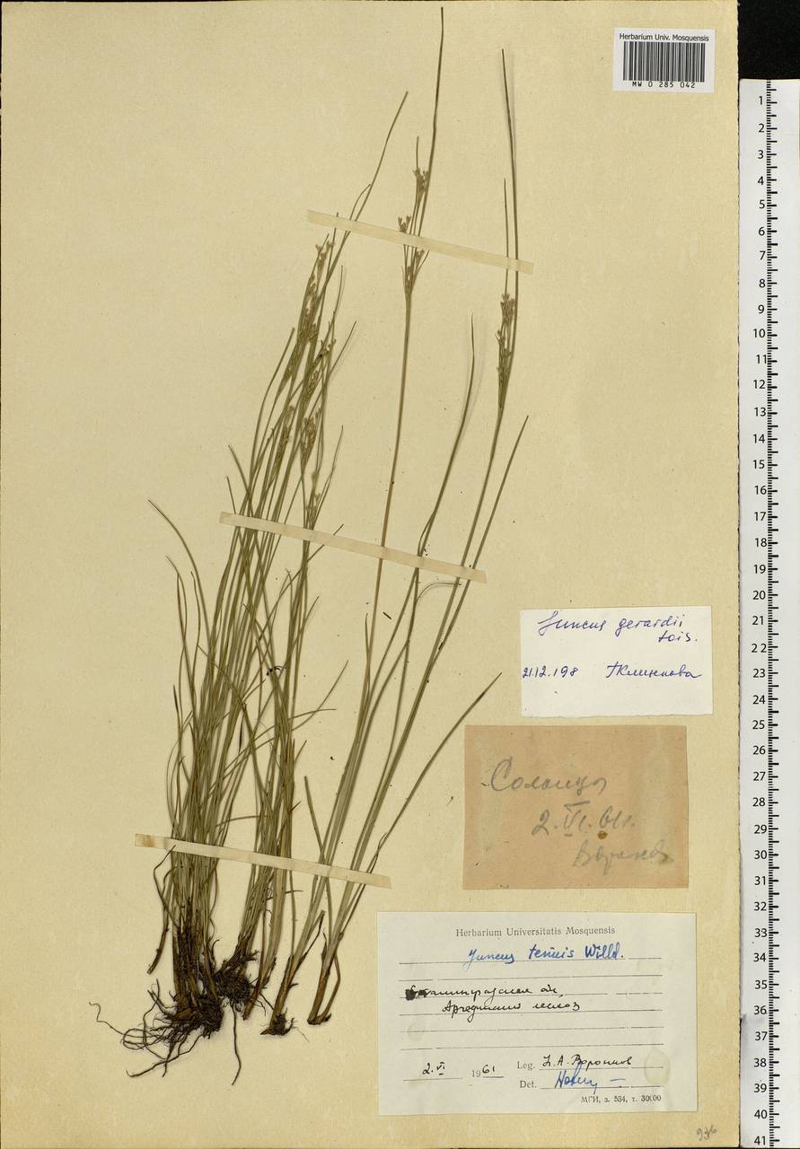 Juncus gerardii Loisel., Eastern Europe, Lower Volga region (E9) (Russia)