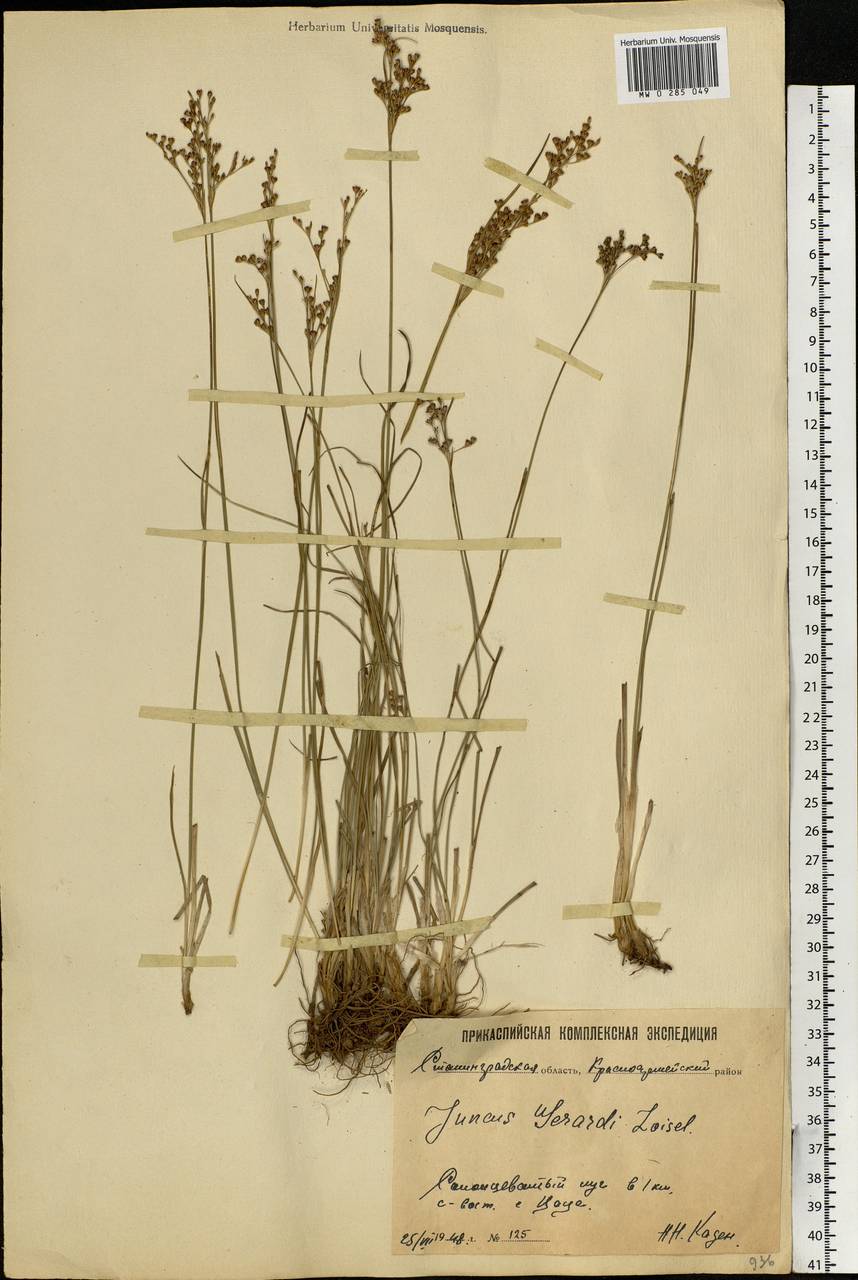 Juncus gerardii Loisel., Eastern Europe, Lower Volga region (E9) (Russia)