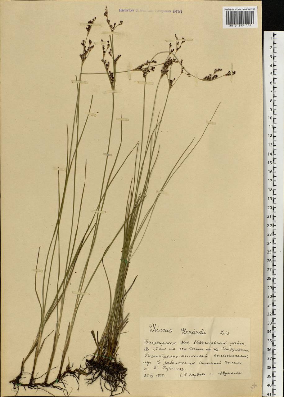 Juncus gerardii Loisel., Eastern Europe, Eastern region (E10) (Russia)