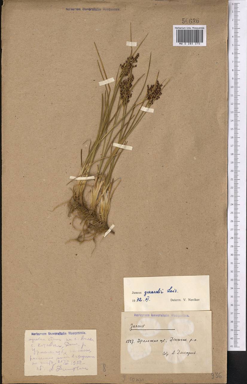 Juncus gerardii Loisel., Middle Asia, Caspian Ustyurt & Northern Aralia (M8) (Kazakhstan)