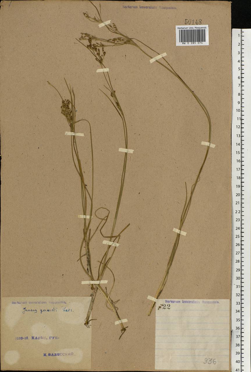 Juncus gerardii Loisel., Eastern Europe, North Ukrainian region (E11) (Ukraine)