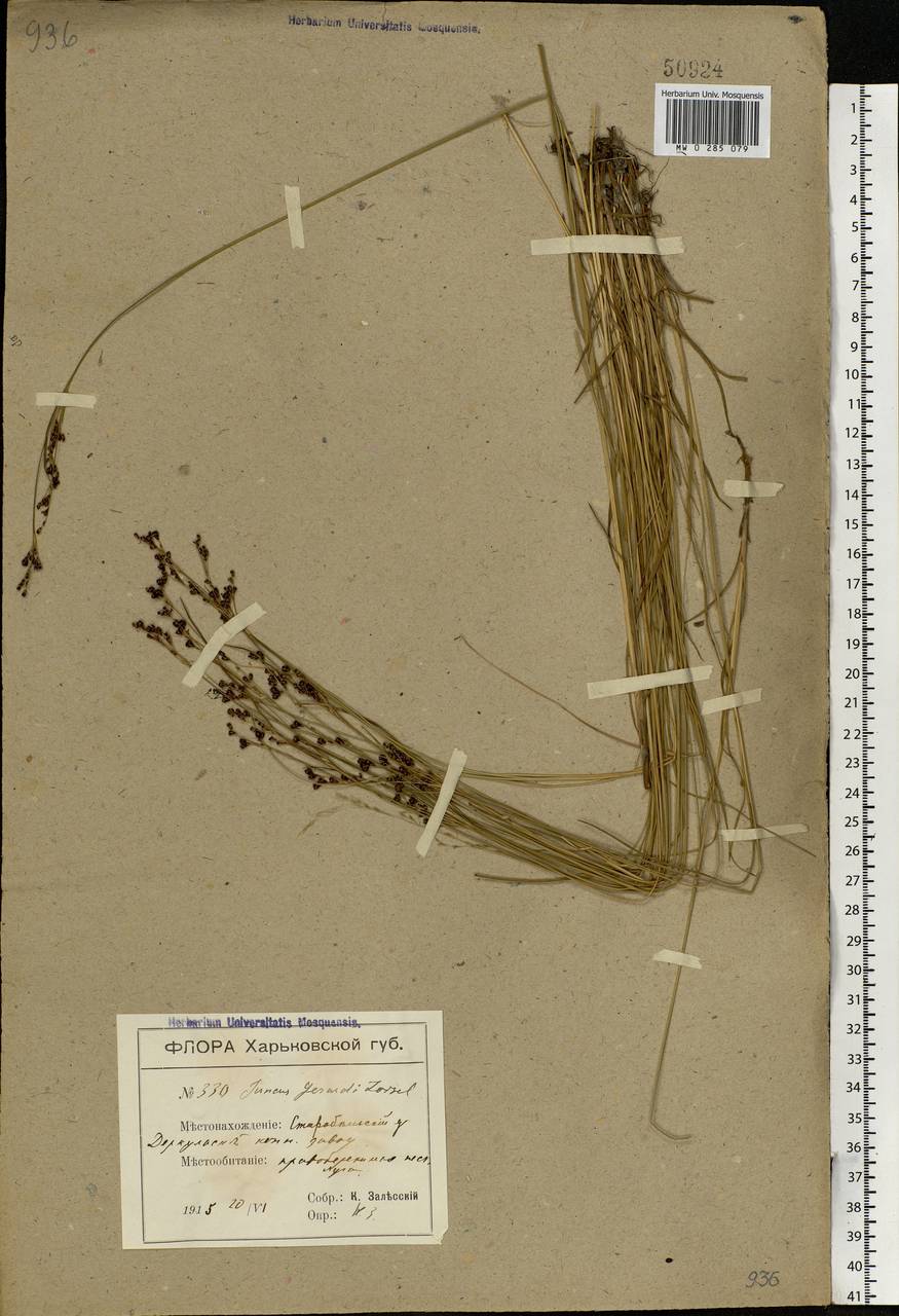 Juncus gerardii Loisel., Eastern Europe, North Ukrainian region (E11) (Ukraine)