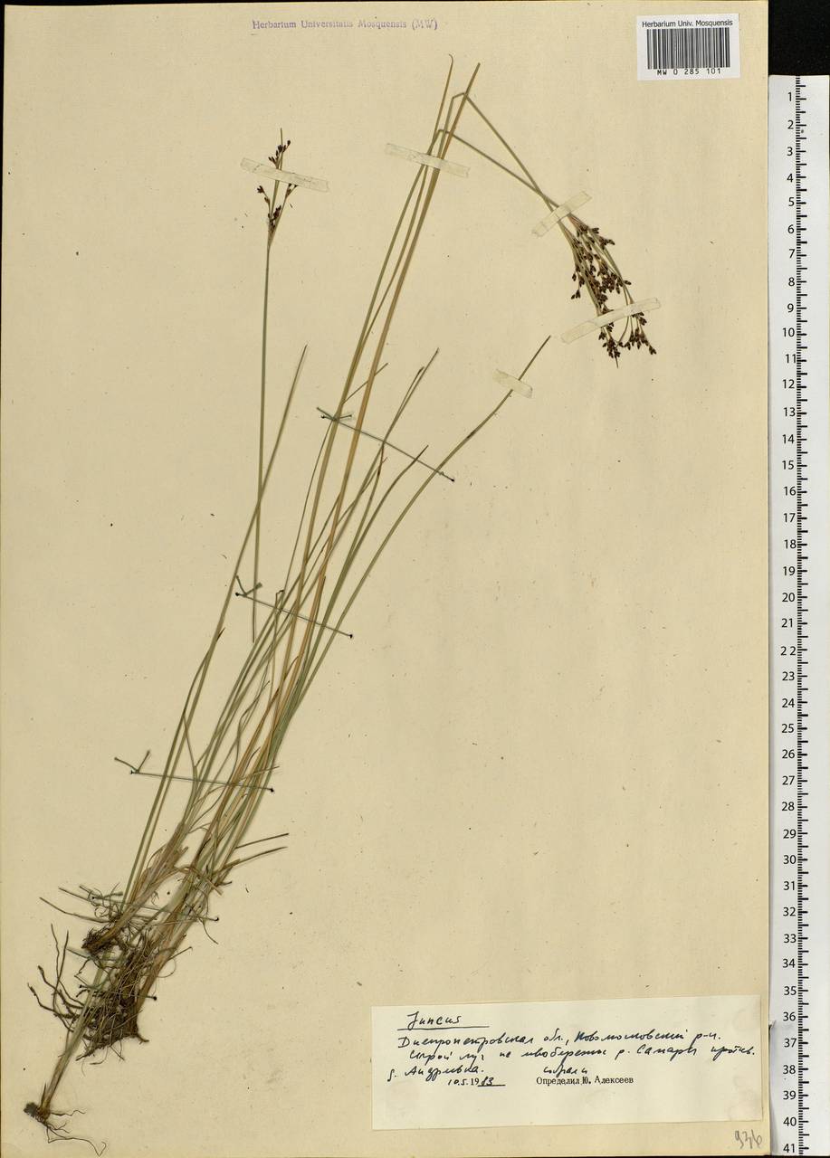 Juncus gerardii Loisel., Eastern Europe, South Ukrainian region (E12) (Ukraine)