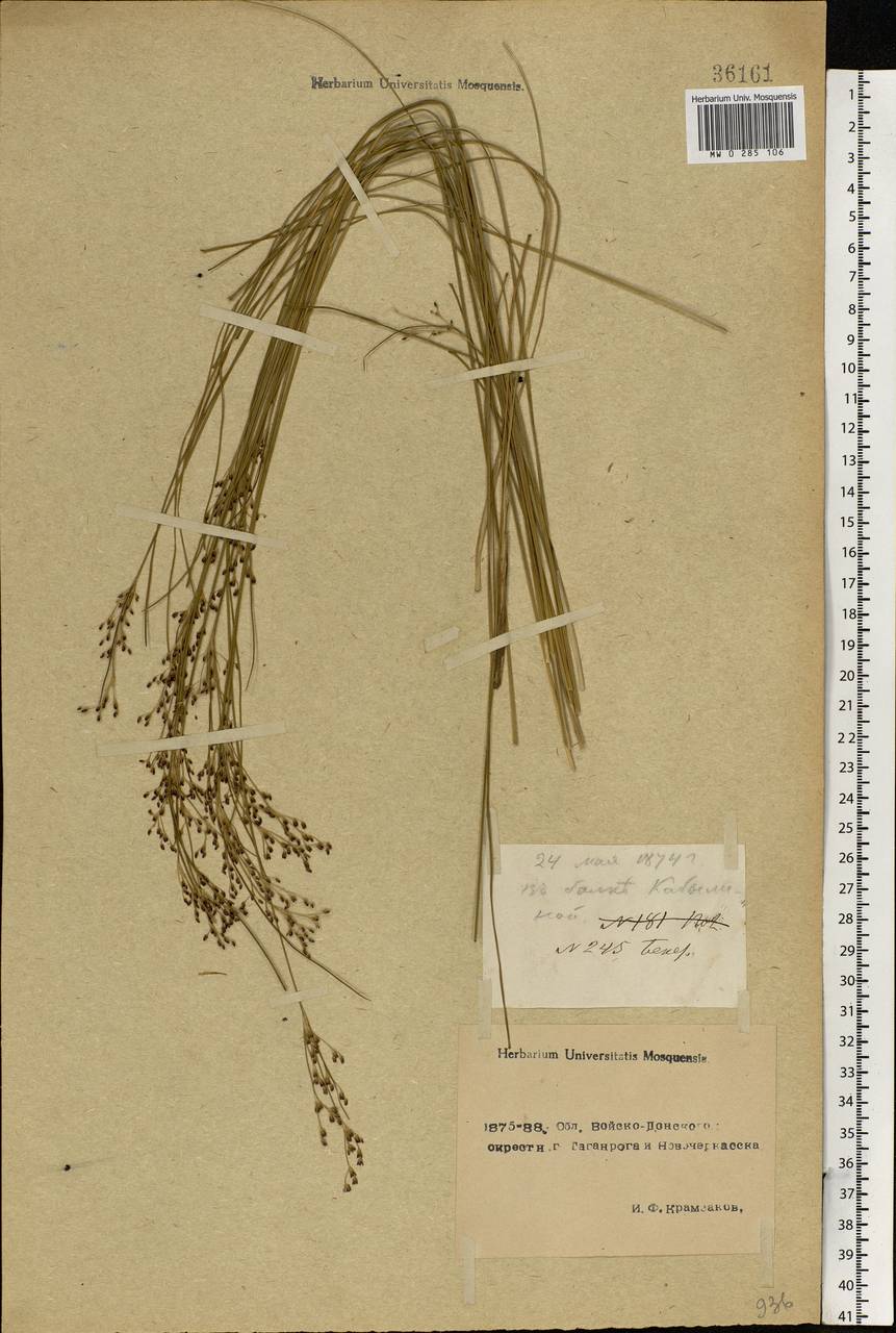 Juncus gerardii Loisel., Eastern Europe, Rostov Oblast (E12a) (Russia)