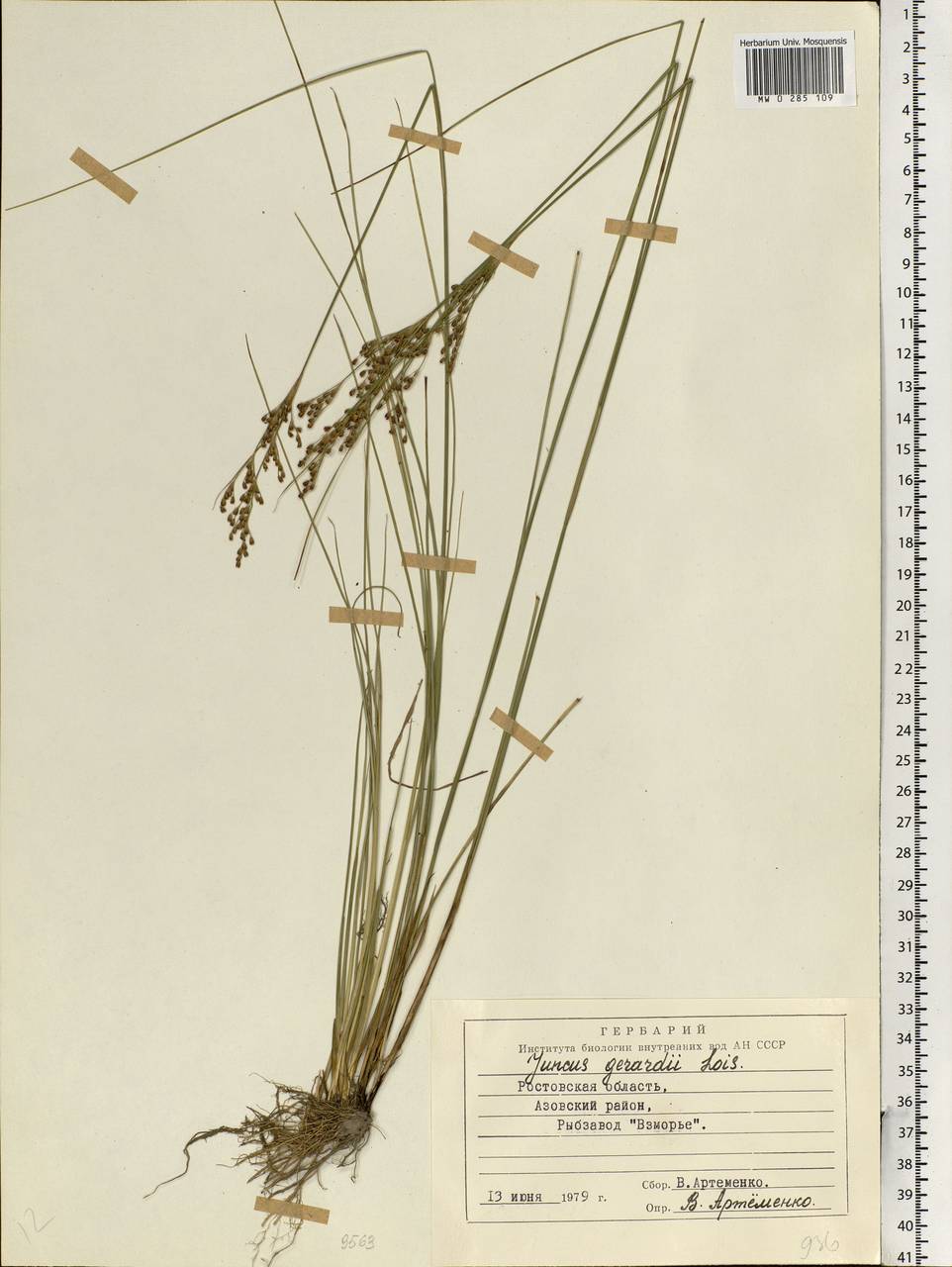 Juncus gerardii Loisel., Eastern Europe, Rostov Oblast (E12a) (Russia)
