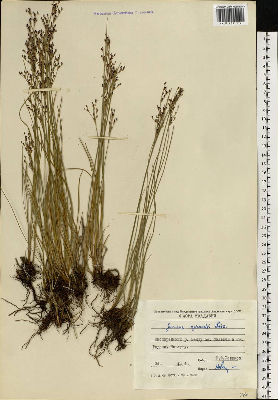 Juncus gerardii Loisel., Eastern Europe, Moldova (E13a) (Moldova)