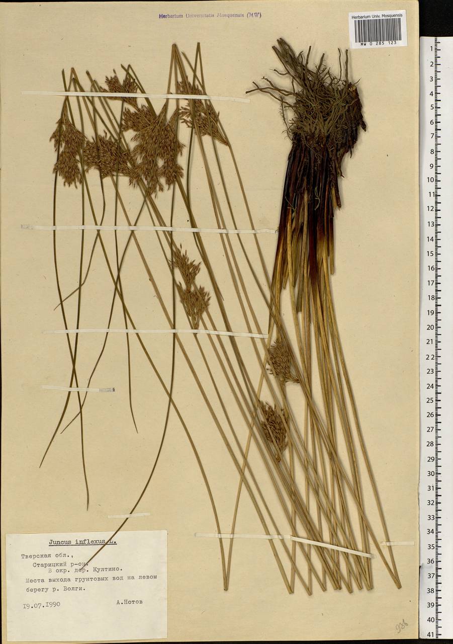 Juncus inflexus L., Eastern Europe, North-Western region (E2) (Russia)