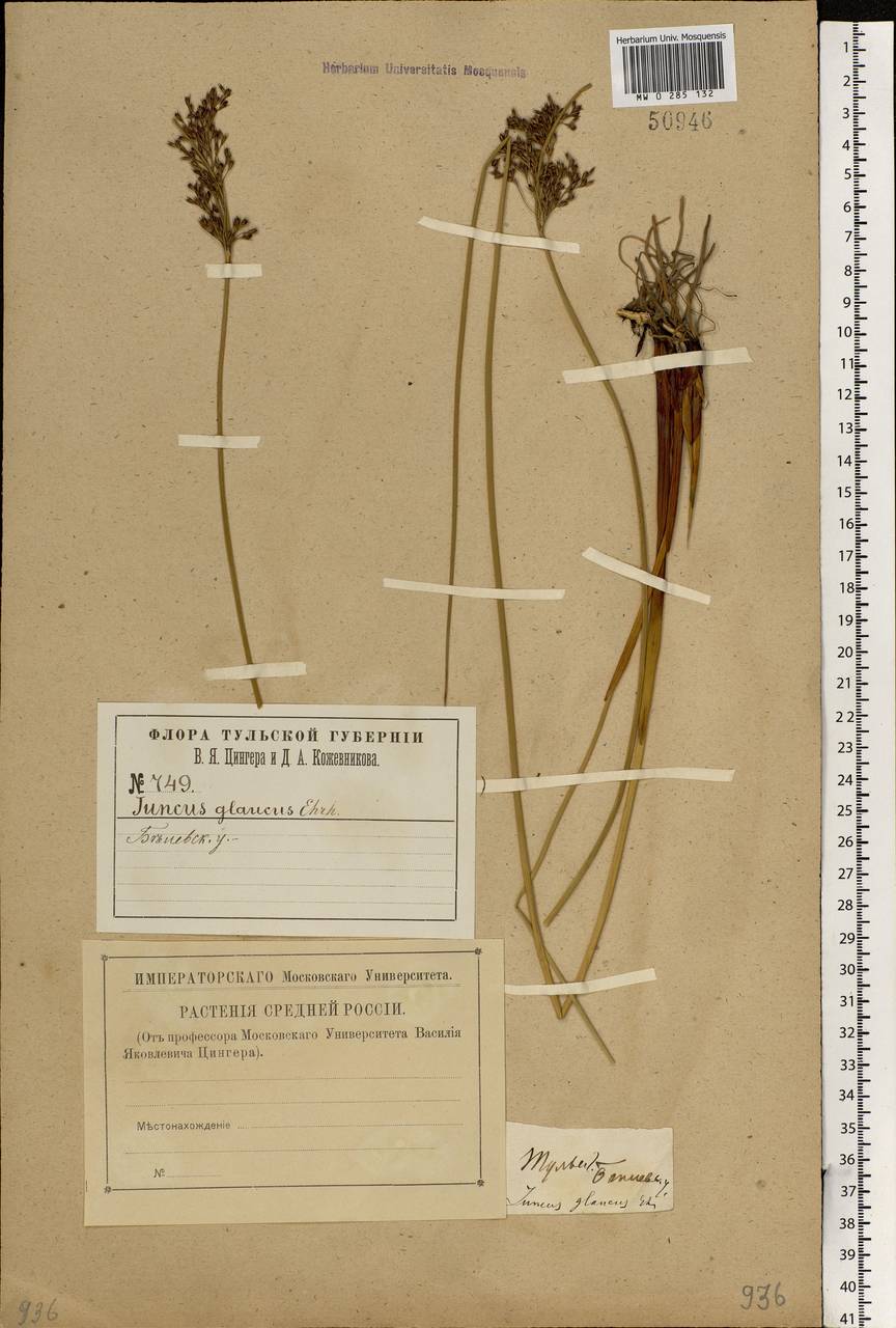 Juncus inflexus L., Eastern Europe, Central region (E4) (Russia)