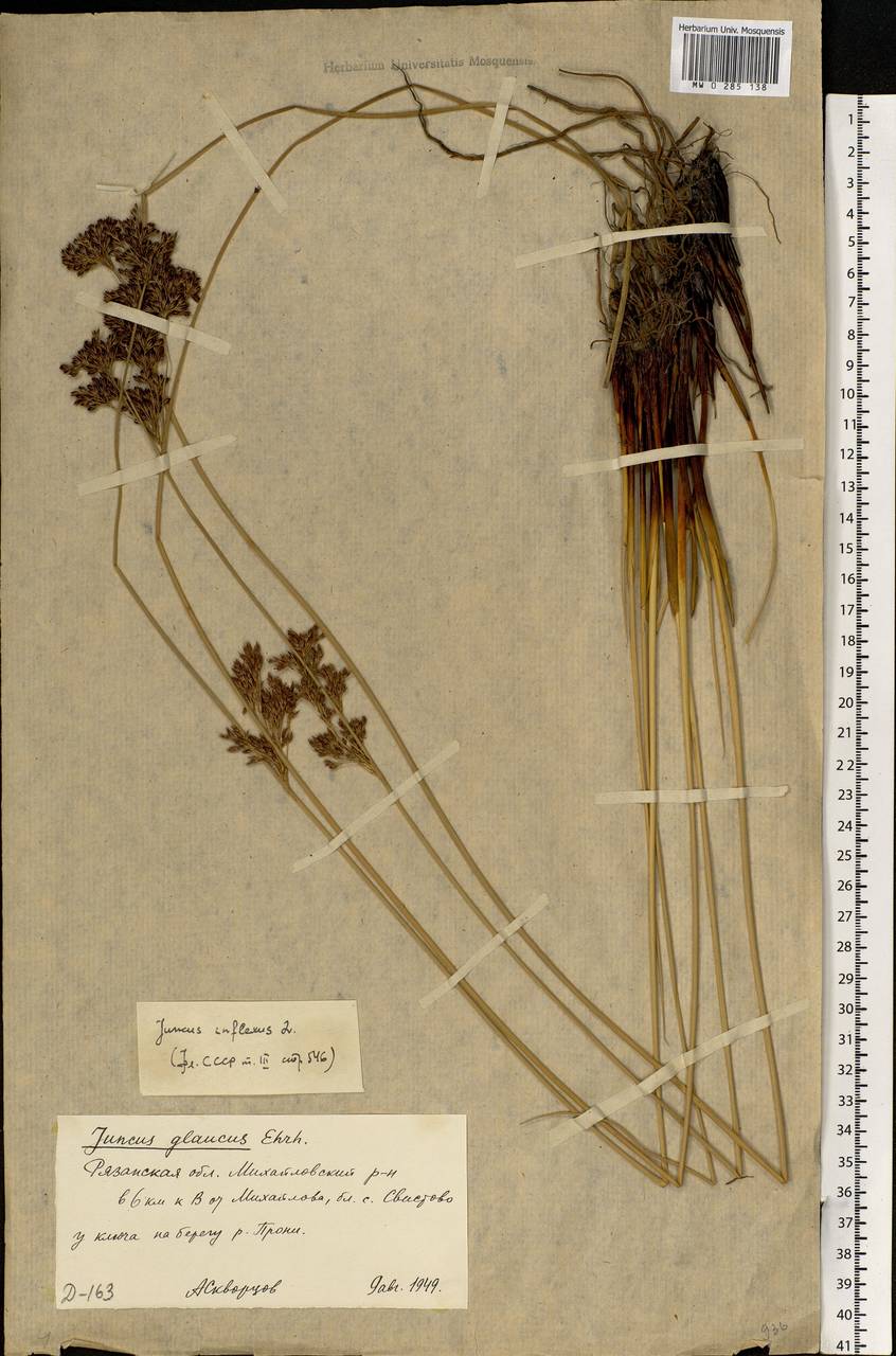 Juncus inflexus L., Eastern Europe, Central region (E4) (Russia)