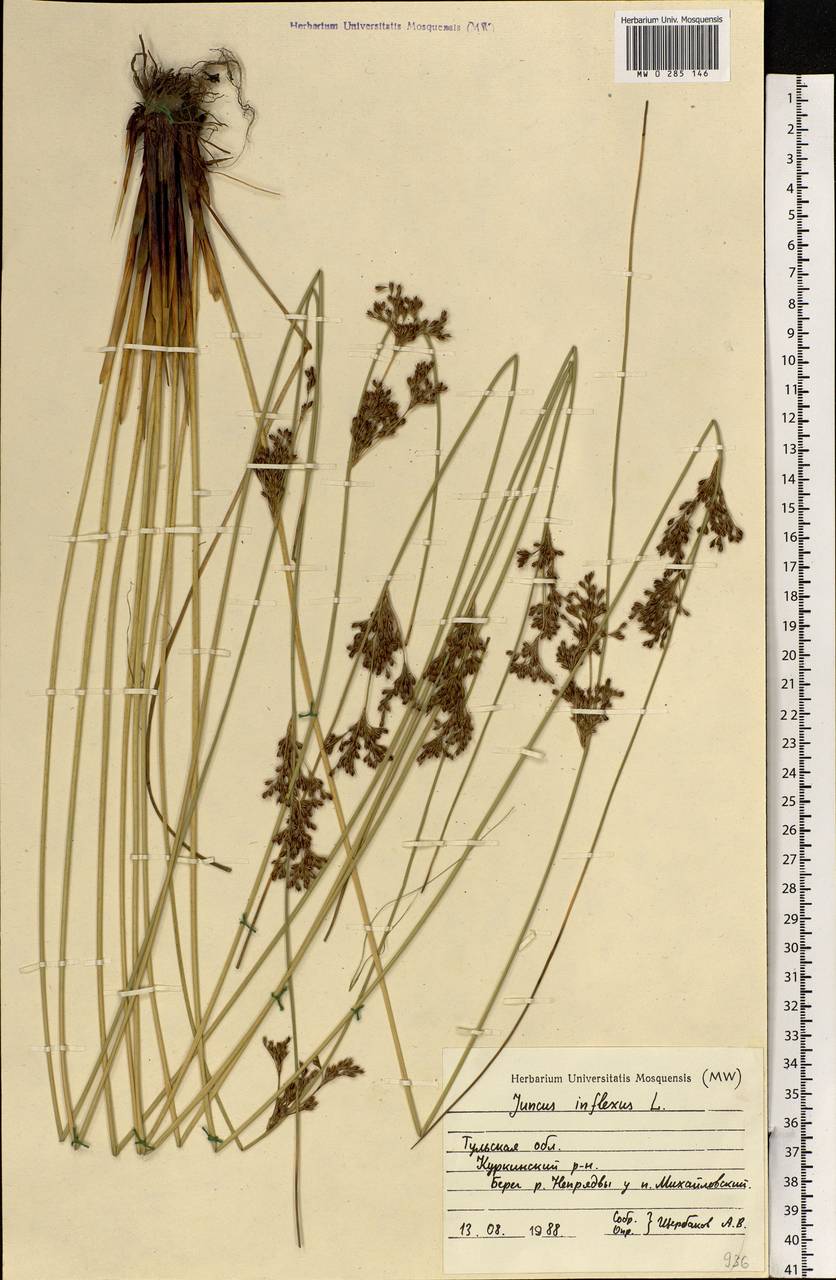 Juncus inflexus L., Eastern Europe, Central region (E4) (Russia)