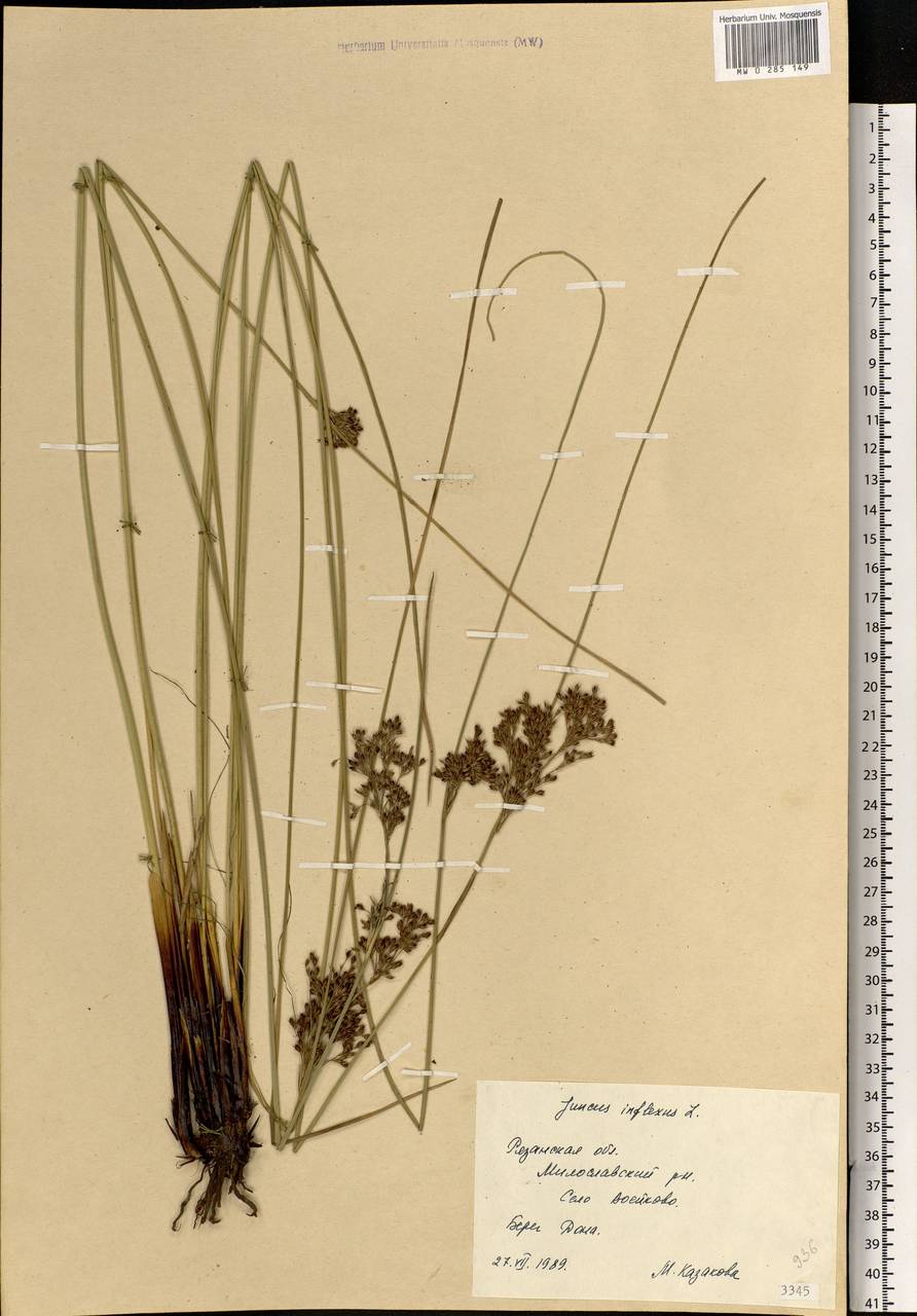 Juncus inflexus L., Eastern Europe, Central region (E4) (Russia)