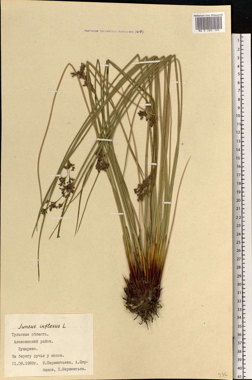 Juncus inflexus L., Eastern Europe, Central region (E4) (Russia)