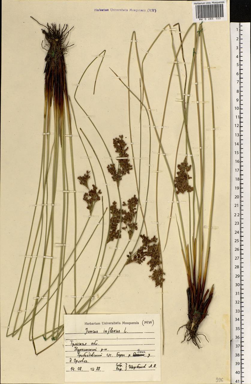 Juncus inflexus L., Eastern Europe, Central region (E4) (Russia)