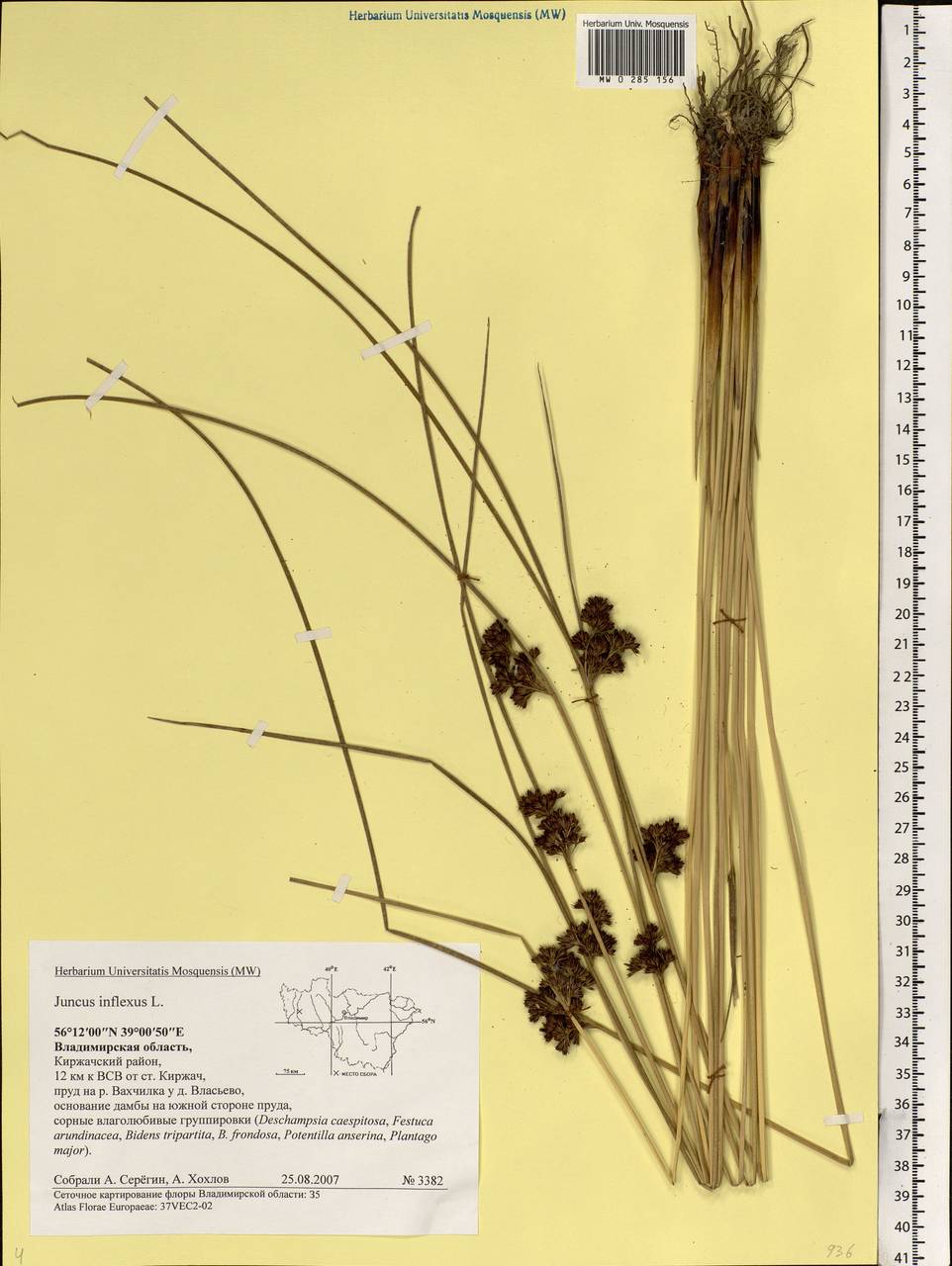 Juncus inflexus L., Eastern Europe, Central region (E4) (Russia)