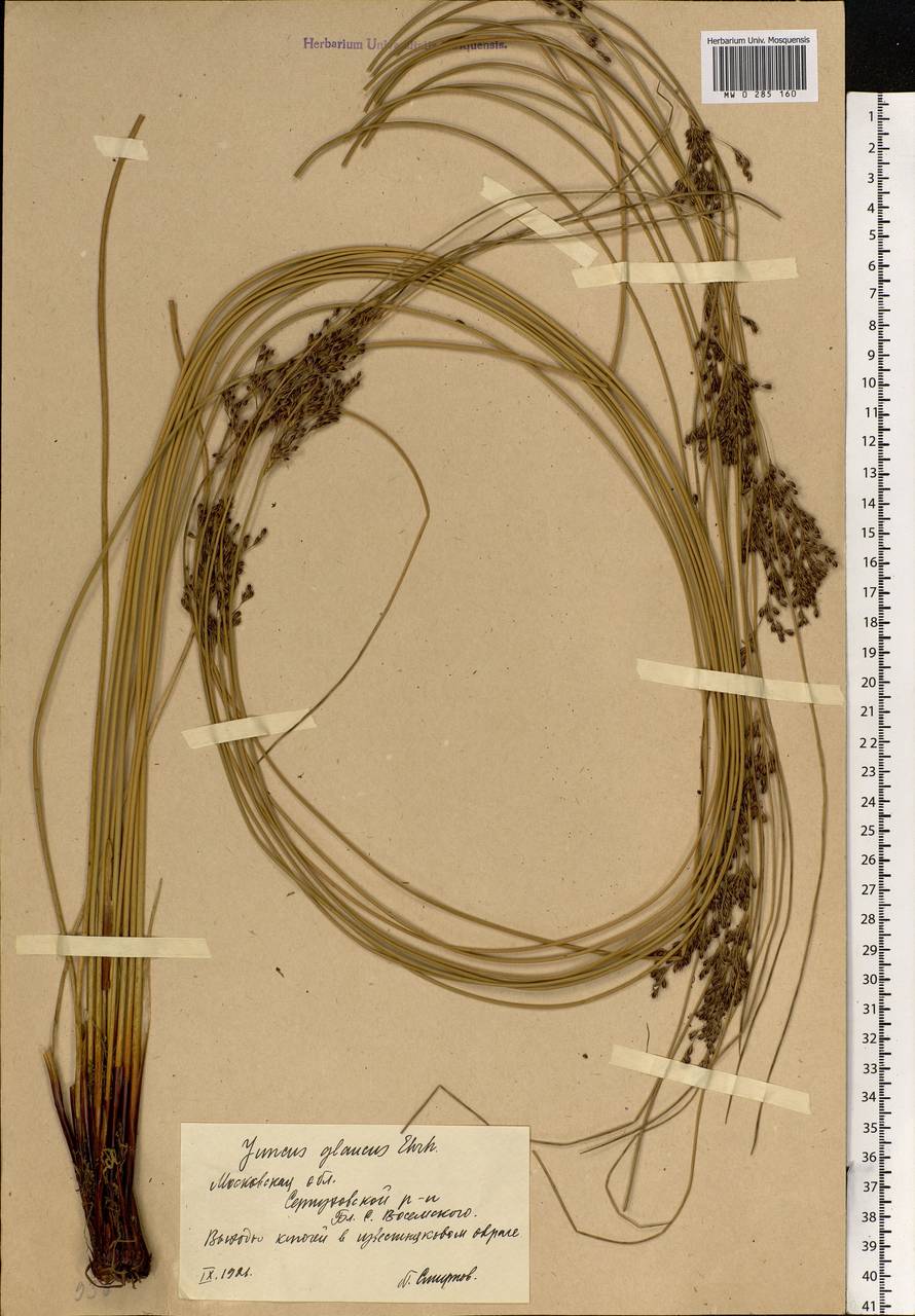 Juncus inflexus L., Eastern Europe, Central region (E4) (Russia)