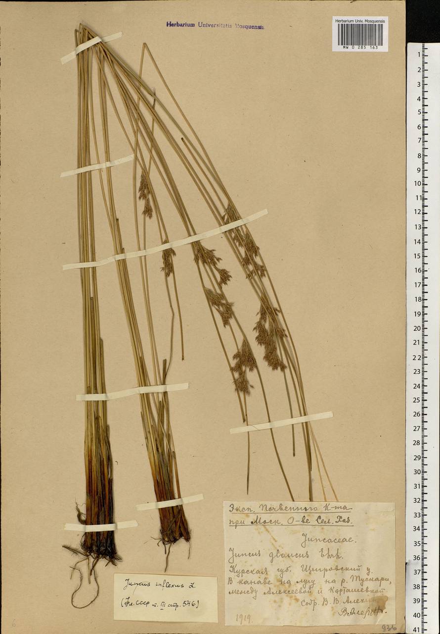 Juncus inflexus L., Eastern Europe, Central forest-and-steppe region (E6) (Russia)