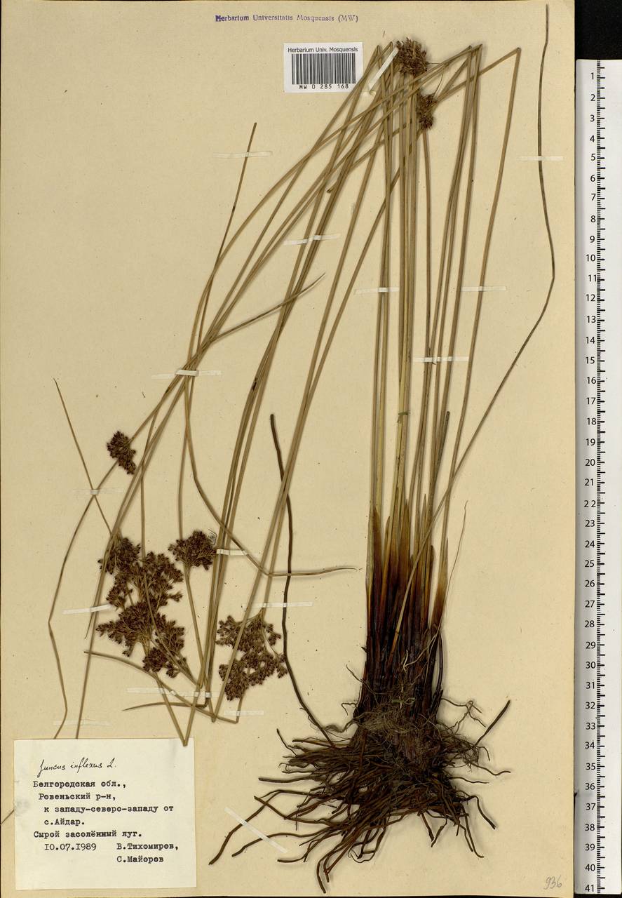 Juncus inflexus L., Eastern Europe, Central forest-and-steppe region (E6) (Russia)