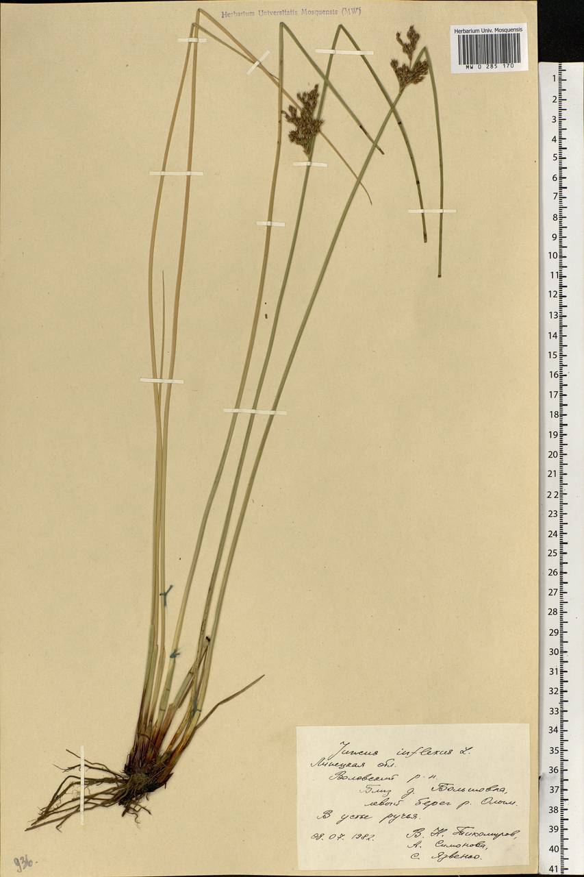 Juncus inflexus L., Eastern Europe, Central forest-and-steppe region (E6) (Russia)