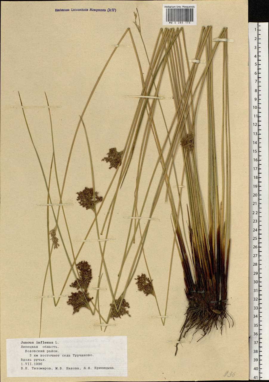 Juncus inflexus L., Eastern Europe, Central forest-and-steppe region (E6) (Russia)