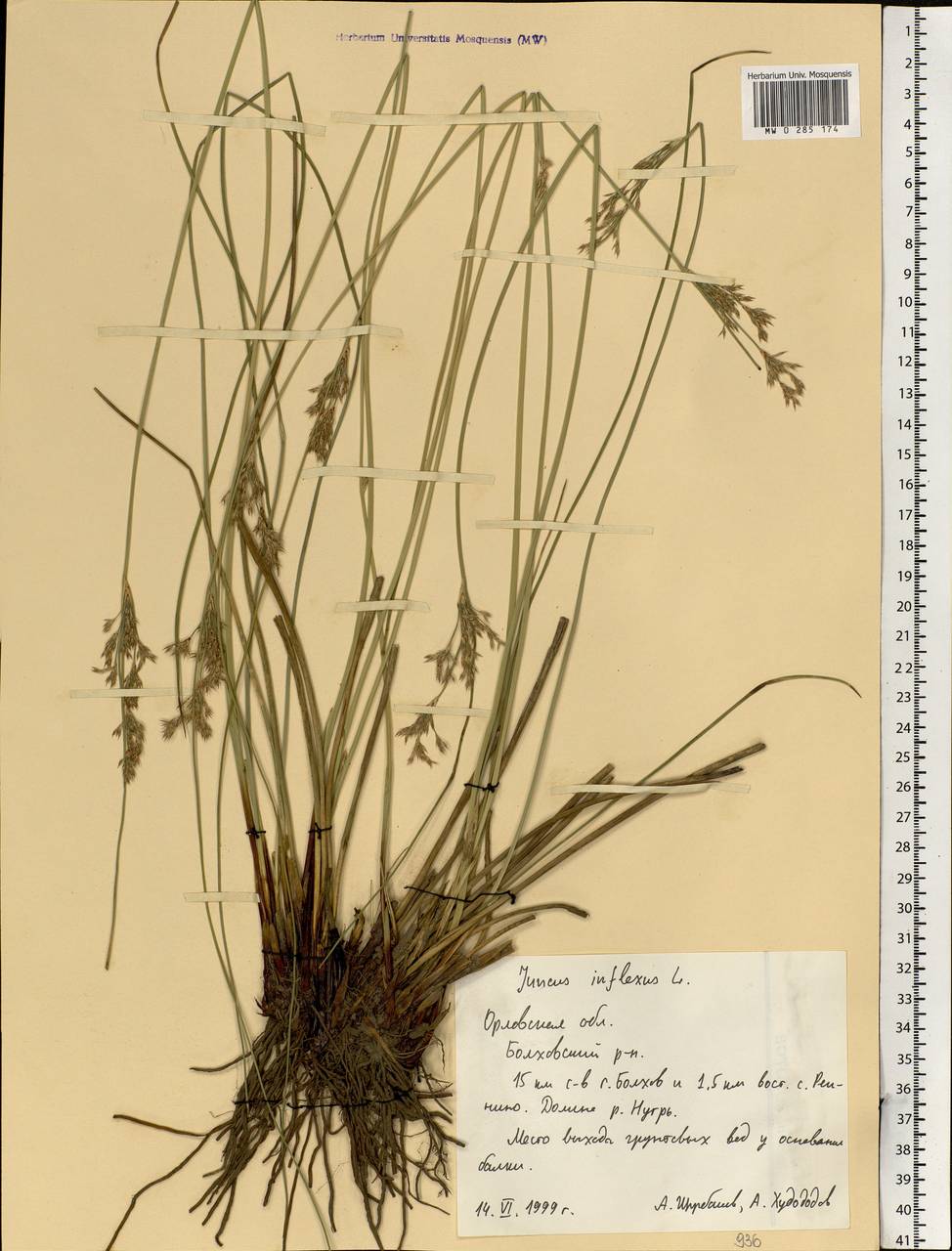 Juncus inflexus L., Eastern Europe, Central forest-and-steppe region (E6) (Russia)