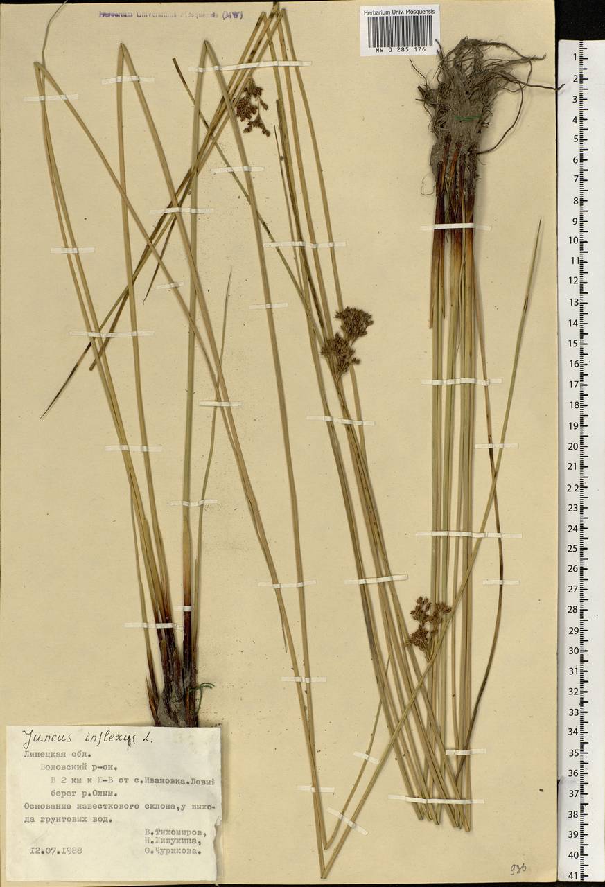 Juncus inflexus L., Eastern Europe, Central forest-and-steppe region (E6) (Russia)