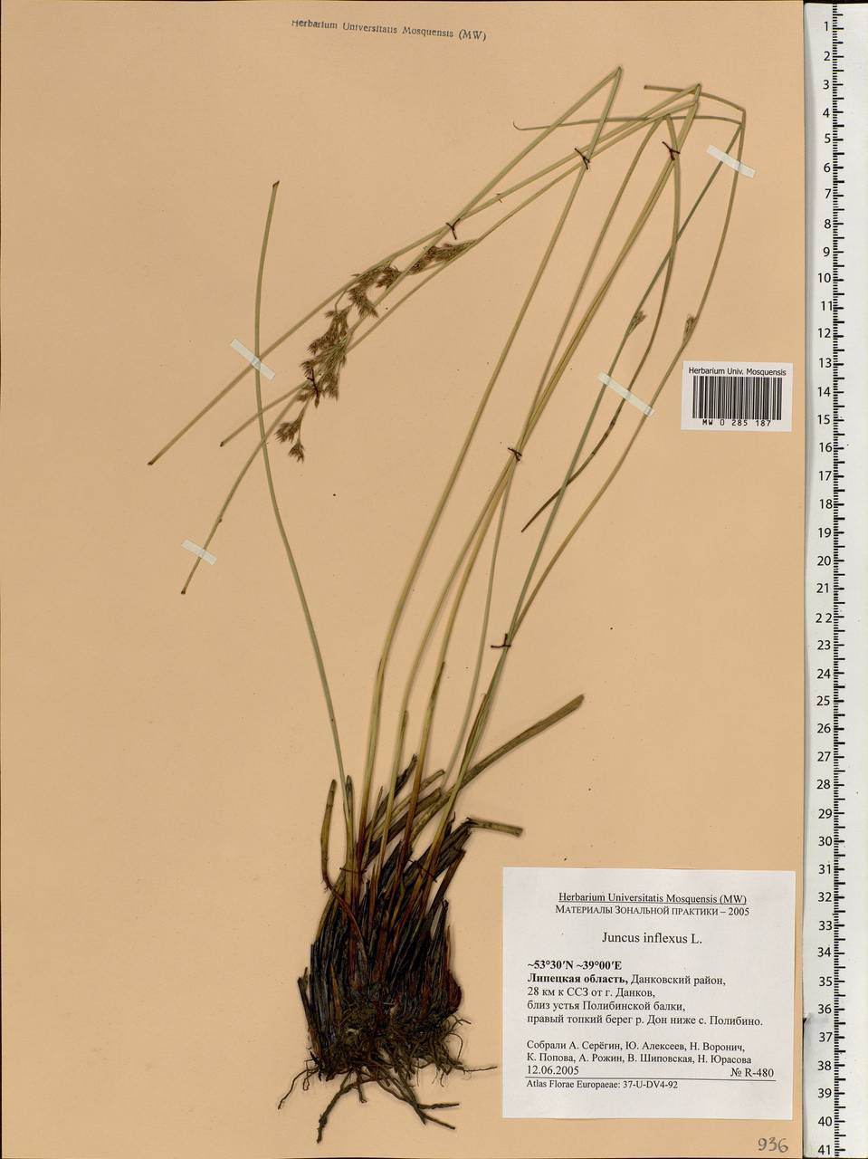 Juncus inflexus L., Eastern Europe, Central forest-and-steppe region (E6) (Russia)