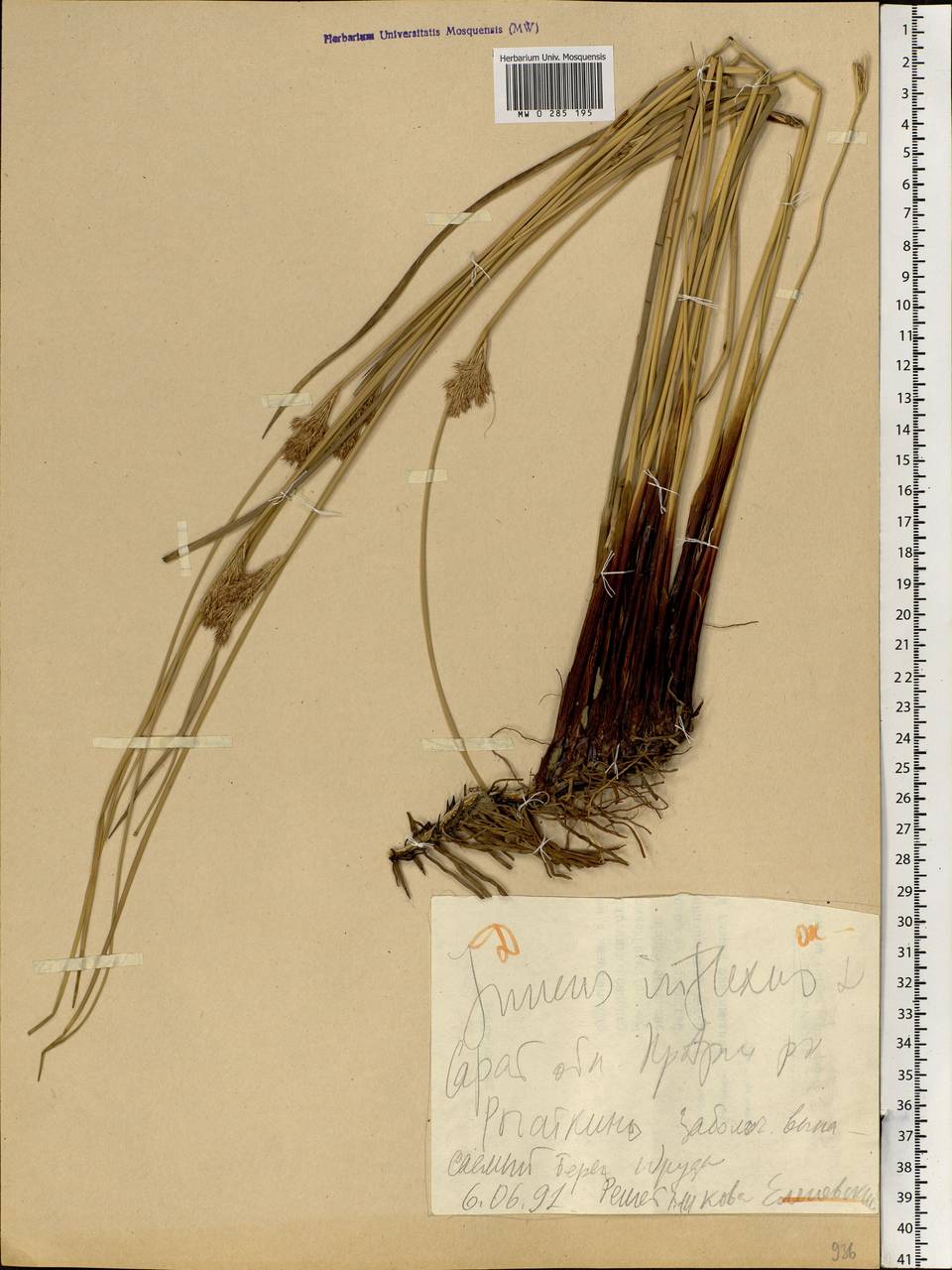 Juncus inflexus L., Eastern Europe, Lower Volga region (E9) (Russia)