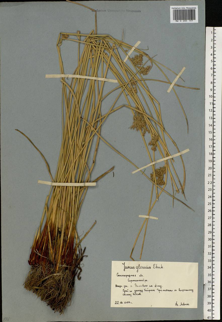 Juncus inflexus L., Eastern Europe, Lower Volga region (E9) (Russia)