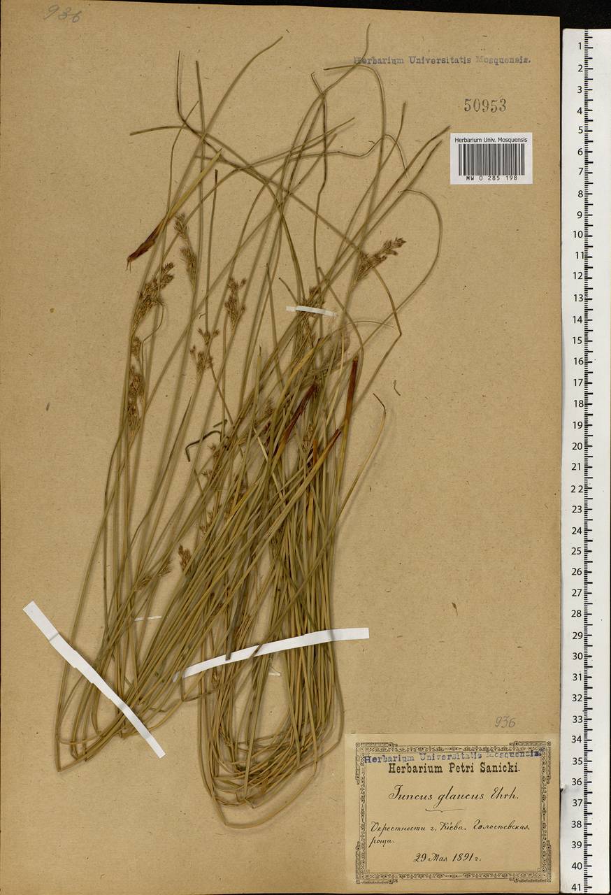 Juncus inflexus L., Eastern Europe, North Ukrainian region (E11) (Ukraine)