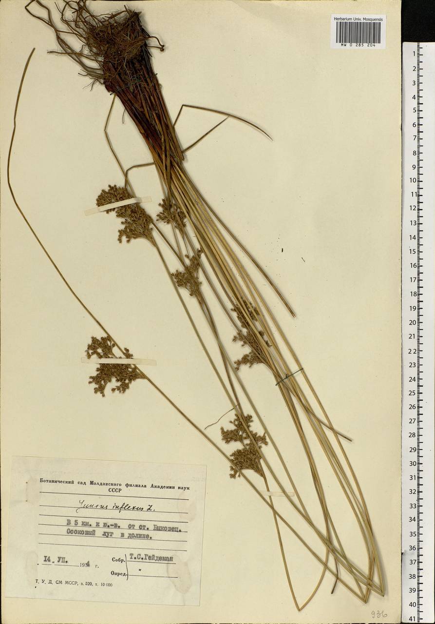 Juncus inflexus L., Eastern Europe, Moldova (E13a) (Moldova)