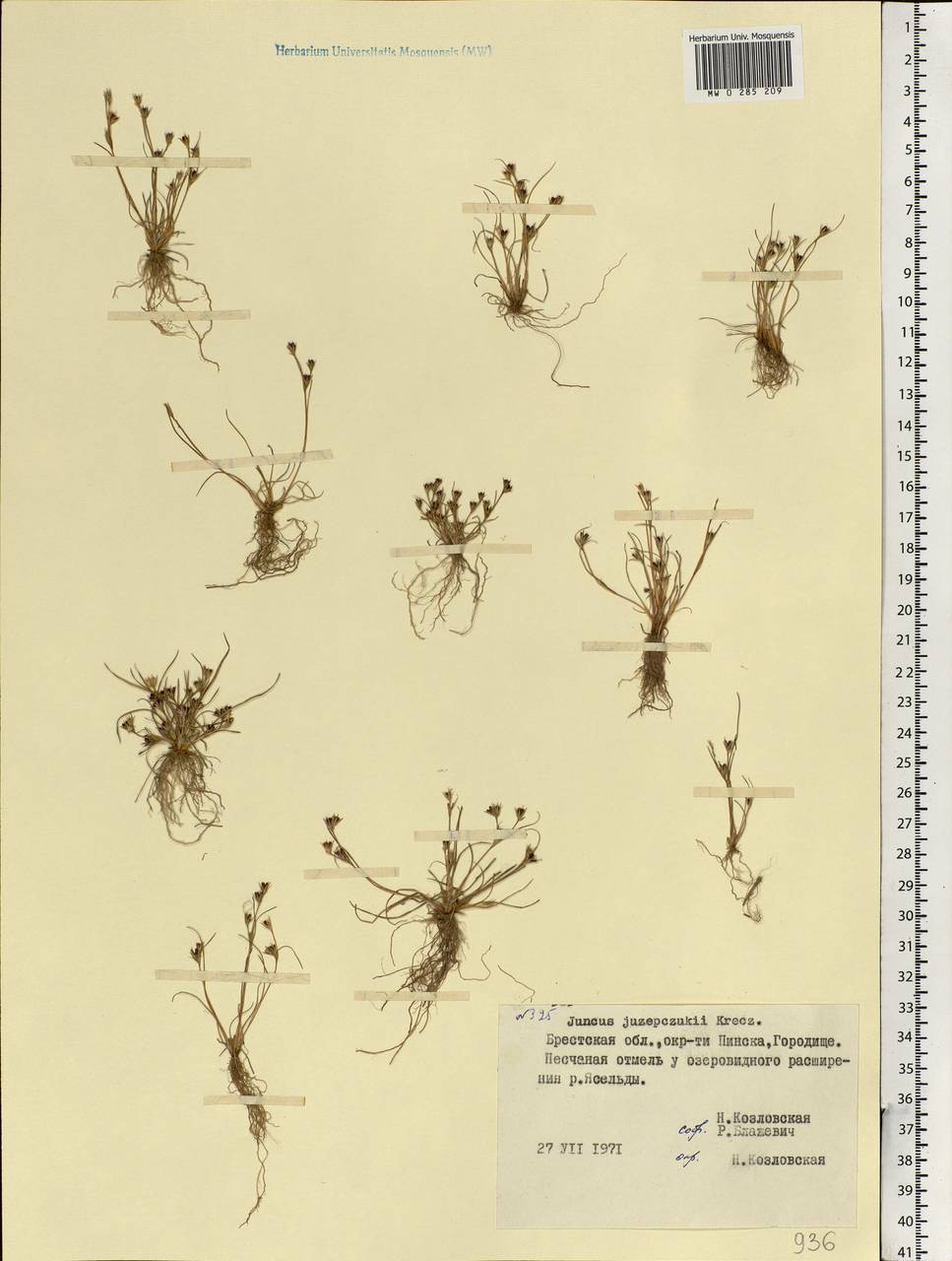 Juncus ranarius Songeon & E. P. Perrier, Eastern Europe, Belarus (E3a) (Belarus)