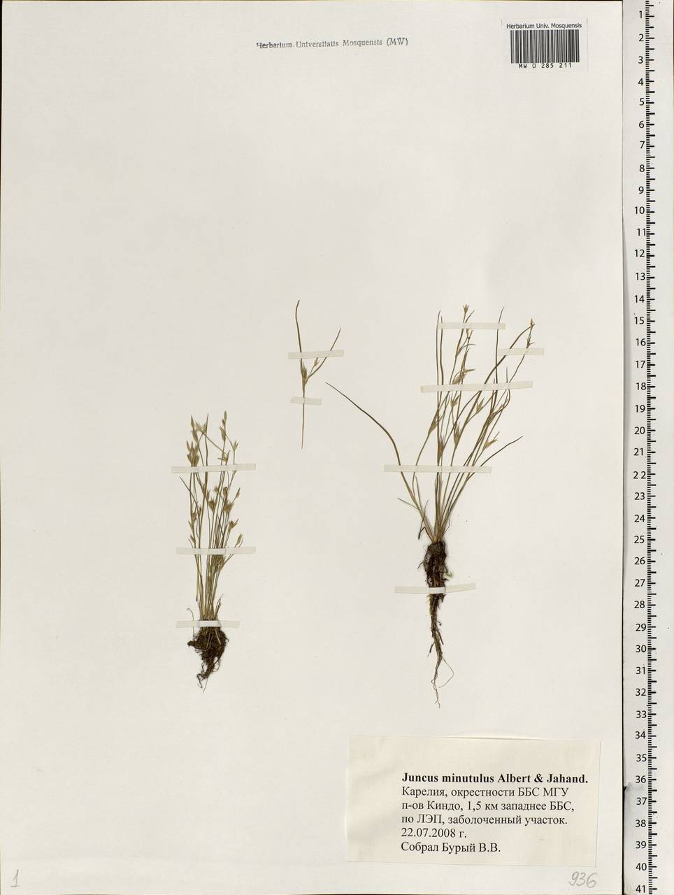 Juncus minutulus (Albert & Jahand.) Prain, Eastern Europe, Northern region (E1) (Russia)