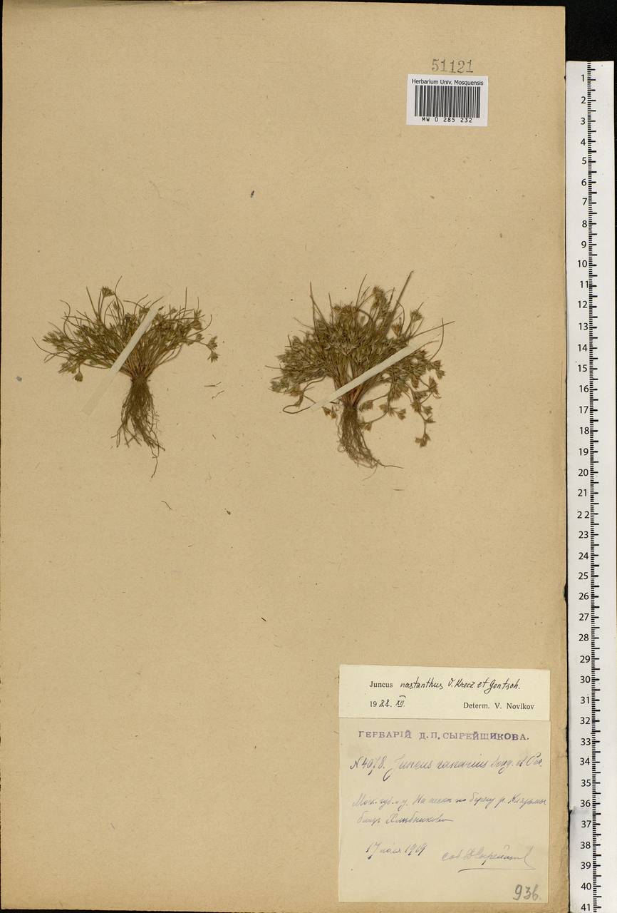 Juncus ranarius Songeon & E.P.Perrier, Eastern Europe, Moscow region (E4a) (Russia)