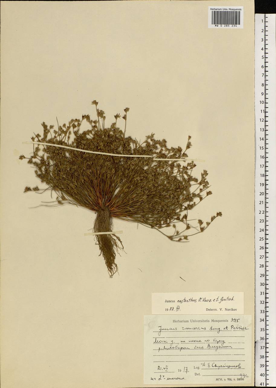 Juncus ranarius Songeon & E. P. Perrier, Eastern Europe, Moscow region (E4a) (Russia)