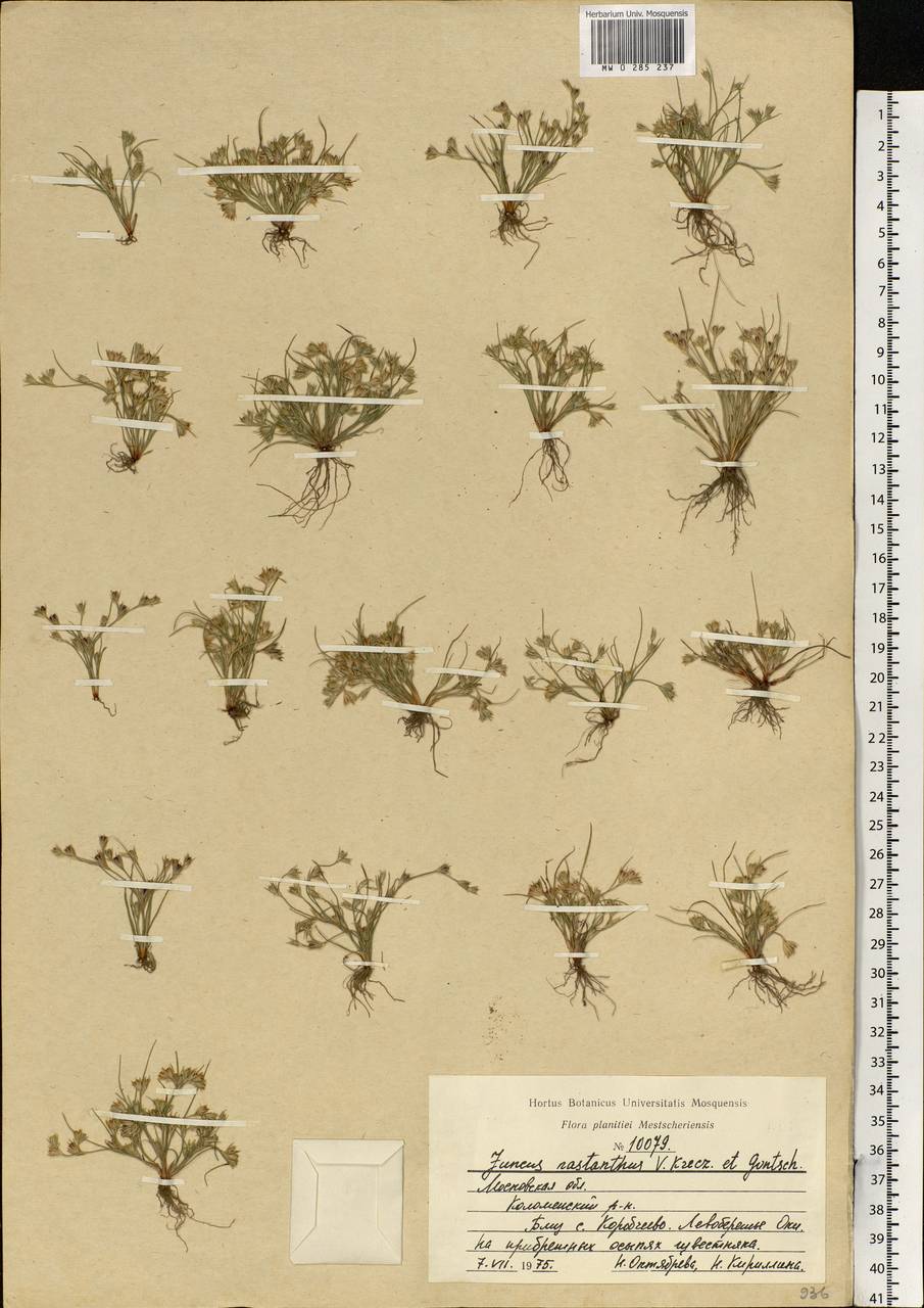 Juncus ranarius Songeon & E.P.Perrier, Eastern Europe, Moscow region (E4a) (Russia)