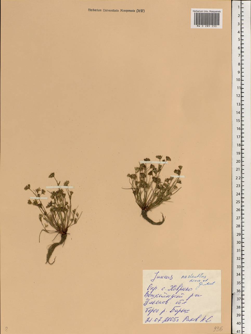 Juncus ranarius Songeon & E.P.Perrier, Eastern Europe, Middle Volga region (E8) (Russia)