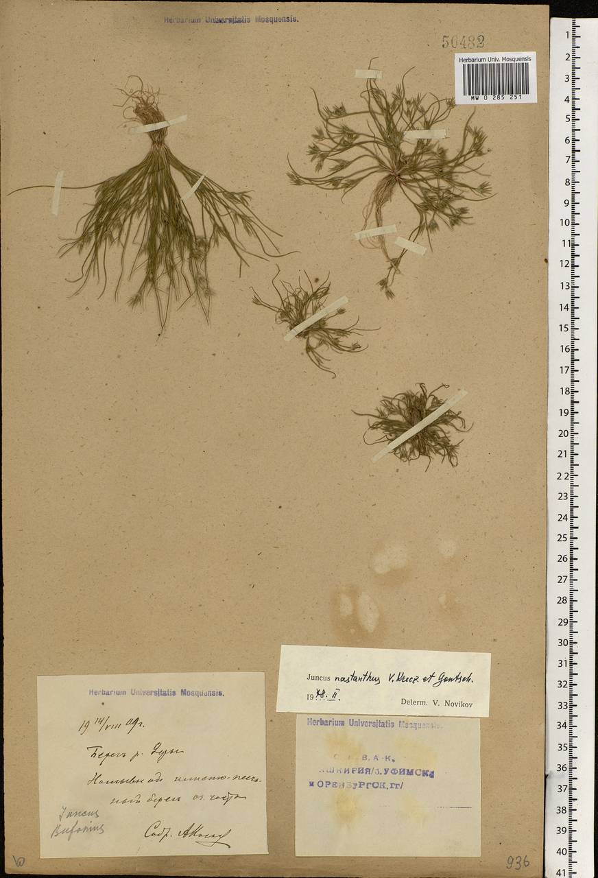 Juncus ranarius Songeon & E.P.Perrier, Eastern Europe, Eastern region (E10) (Russia)