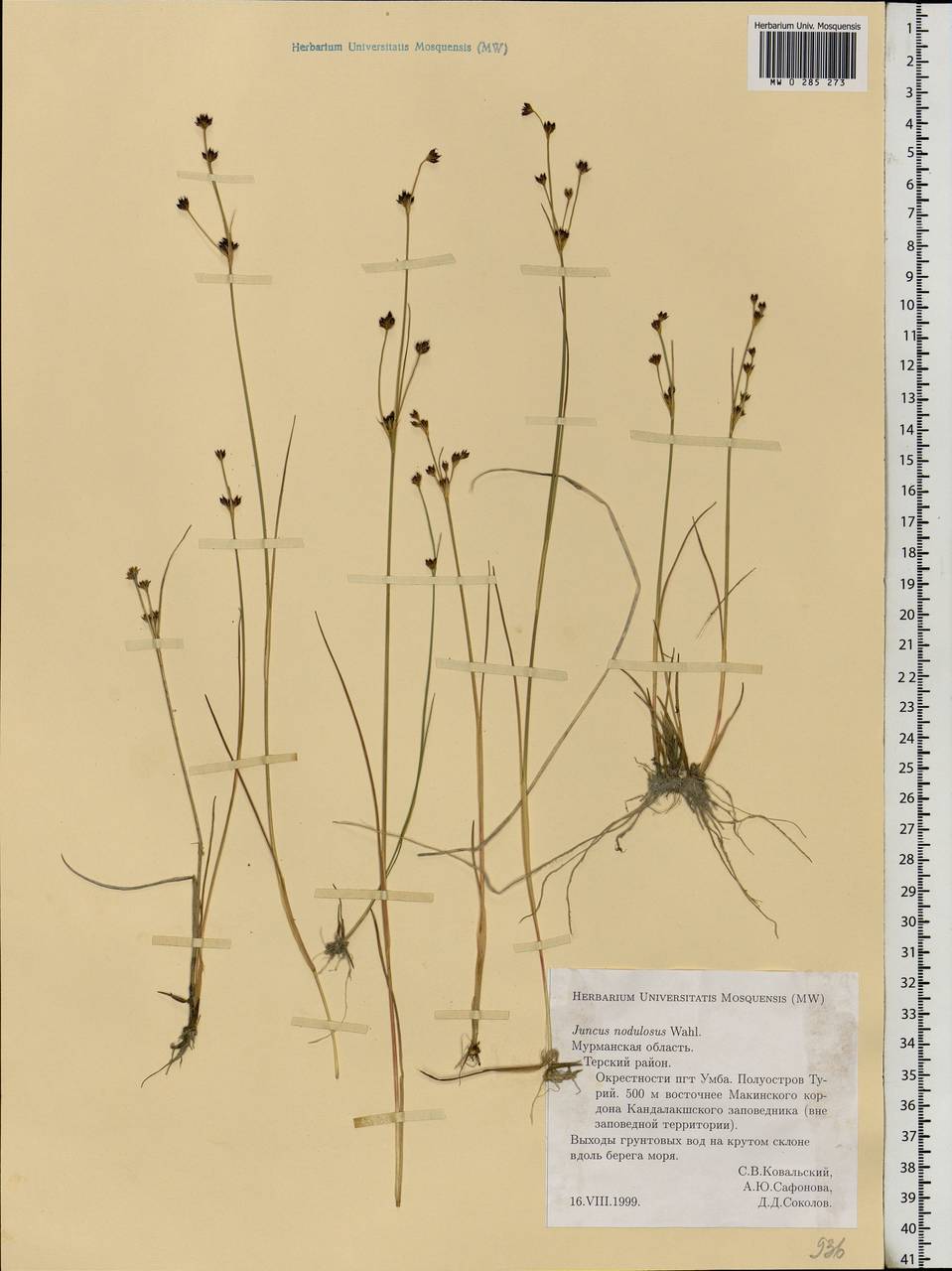 Juncus alpinoarticulatus subsp. rariflorus (Hartm.) Holub, Eastern Europe, Northern region (E1) (Russia)