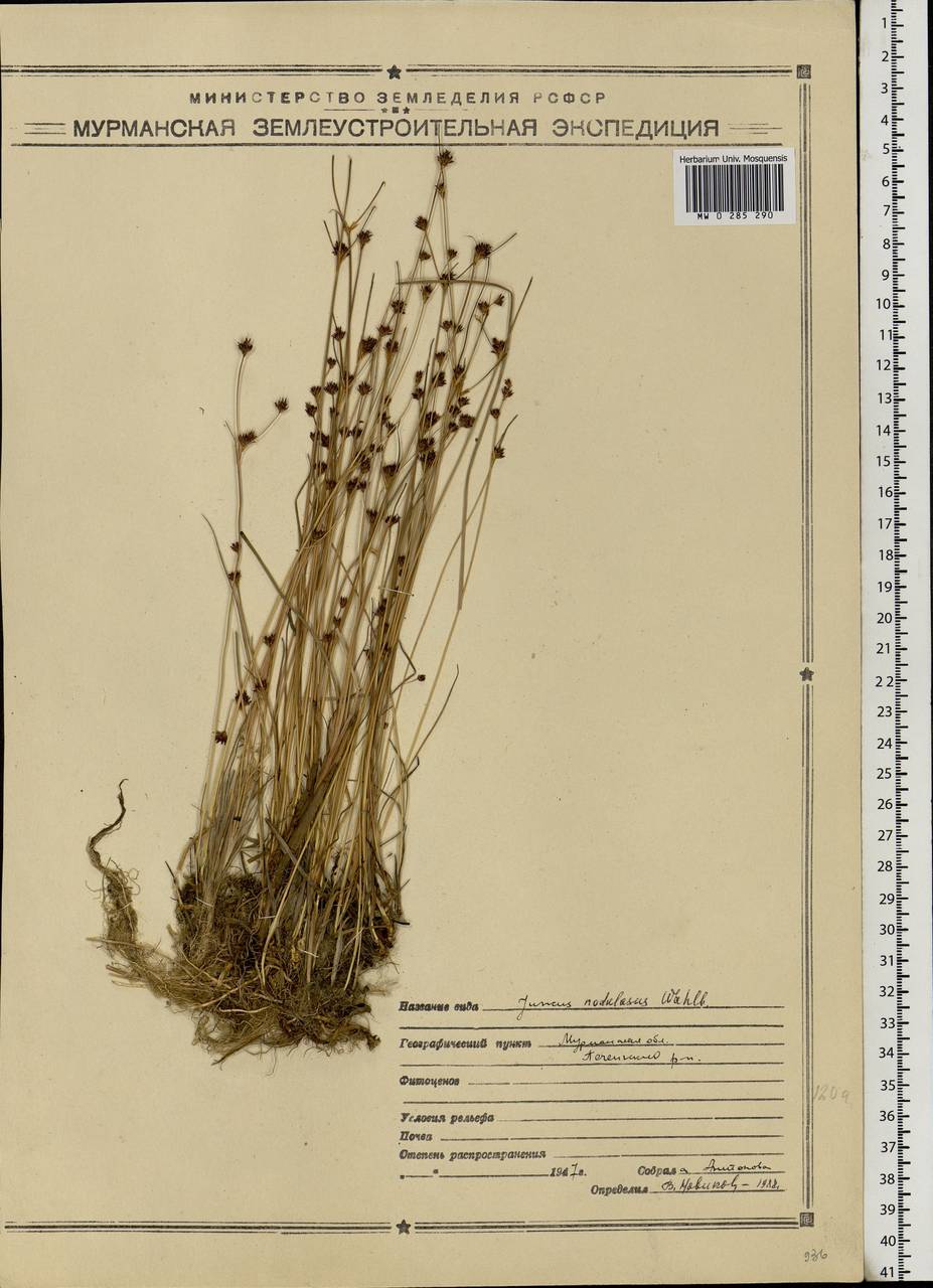 Juncus alpinoarticulatus subsp. rariflorus (Hartm.) Holub, Eastern Europe, Northern region (E1) (Russia)