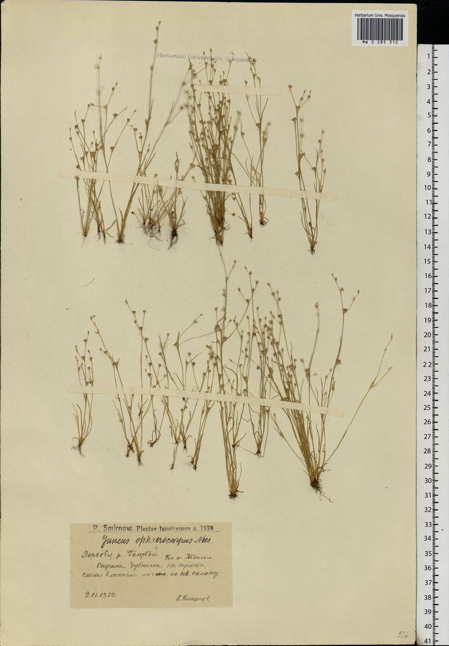Juncus sphaerocarpus Nees, Eastern Europe, Lower Volga region (E9) (Russia)