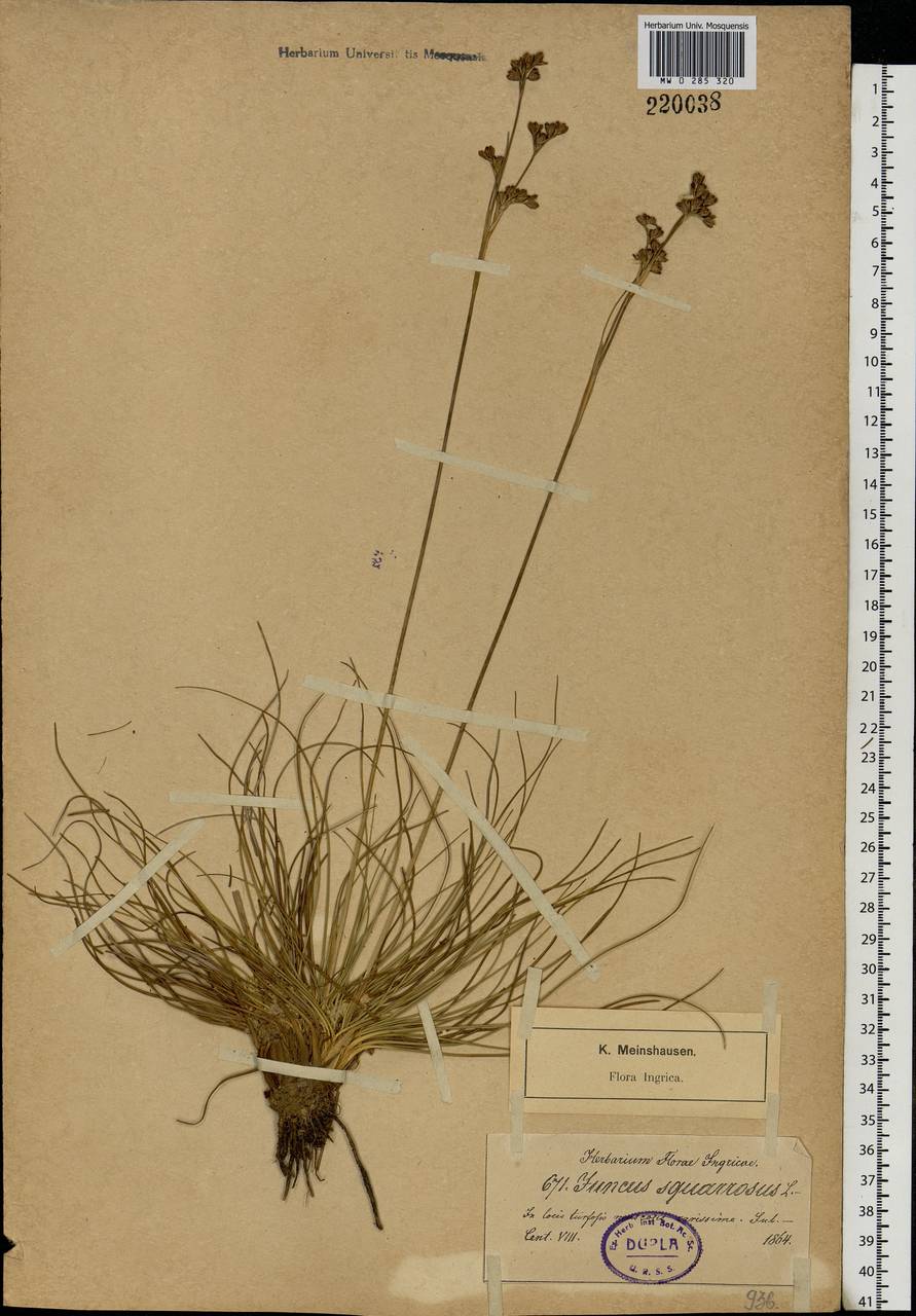 Juncus squarrosus L., Eastern Europe, North-Western region (E2) (Russia)