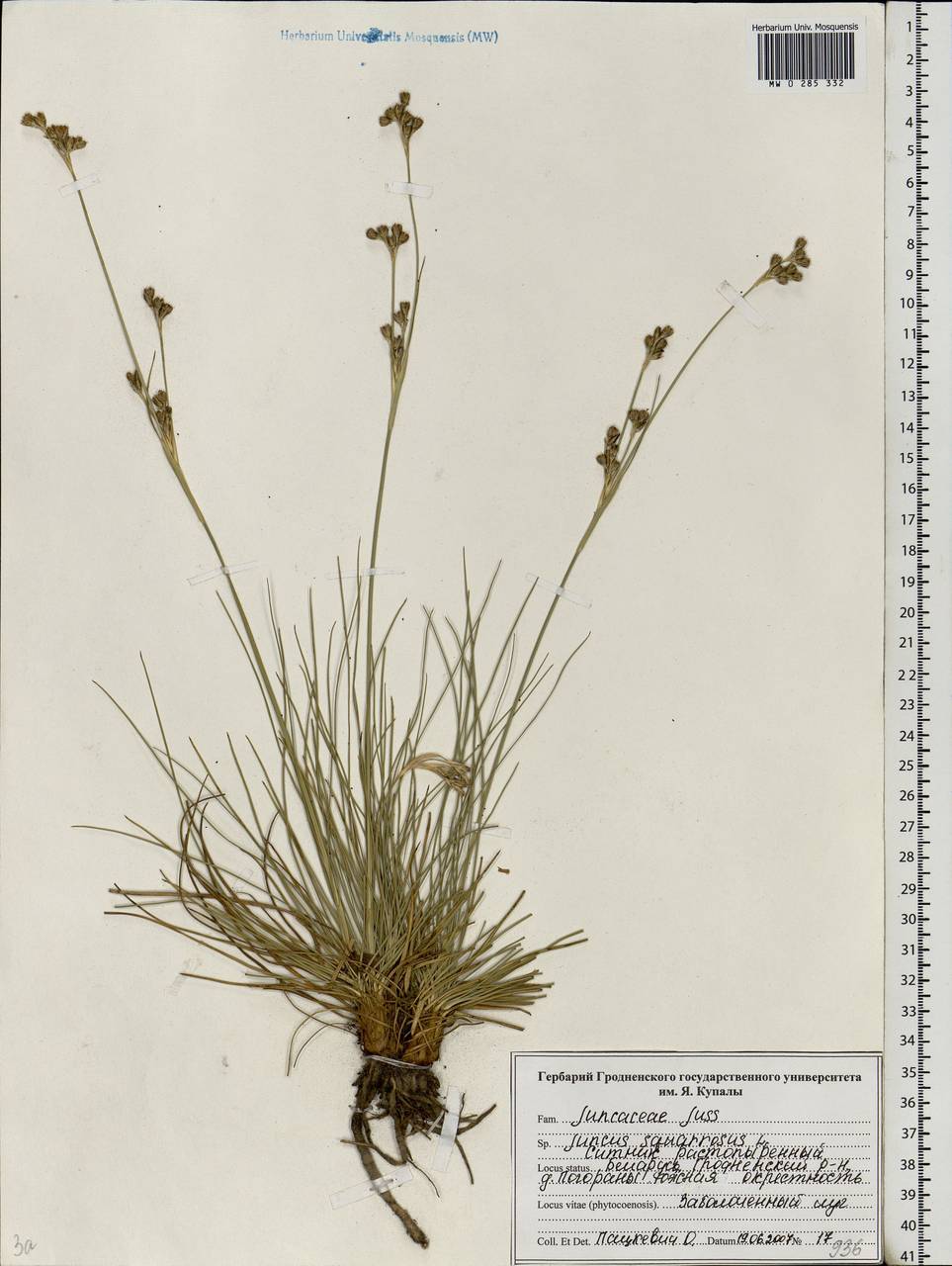 Juncus squarrosus L., Eastern Europe, Belarus (E3a) (Belarus)