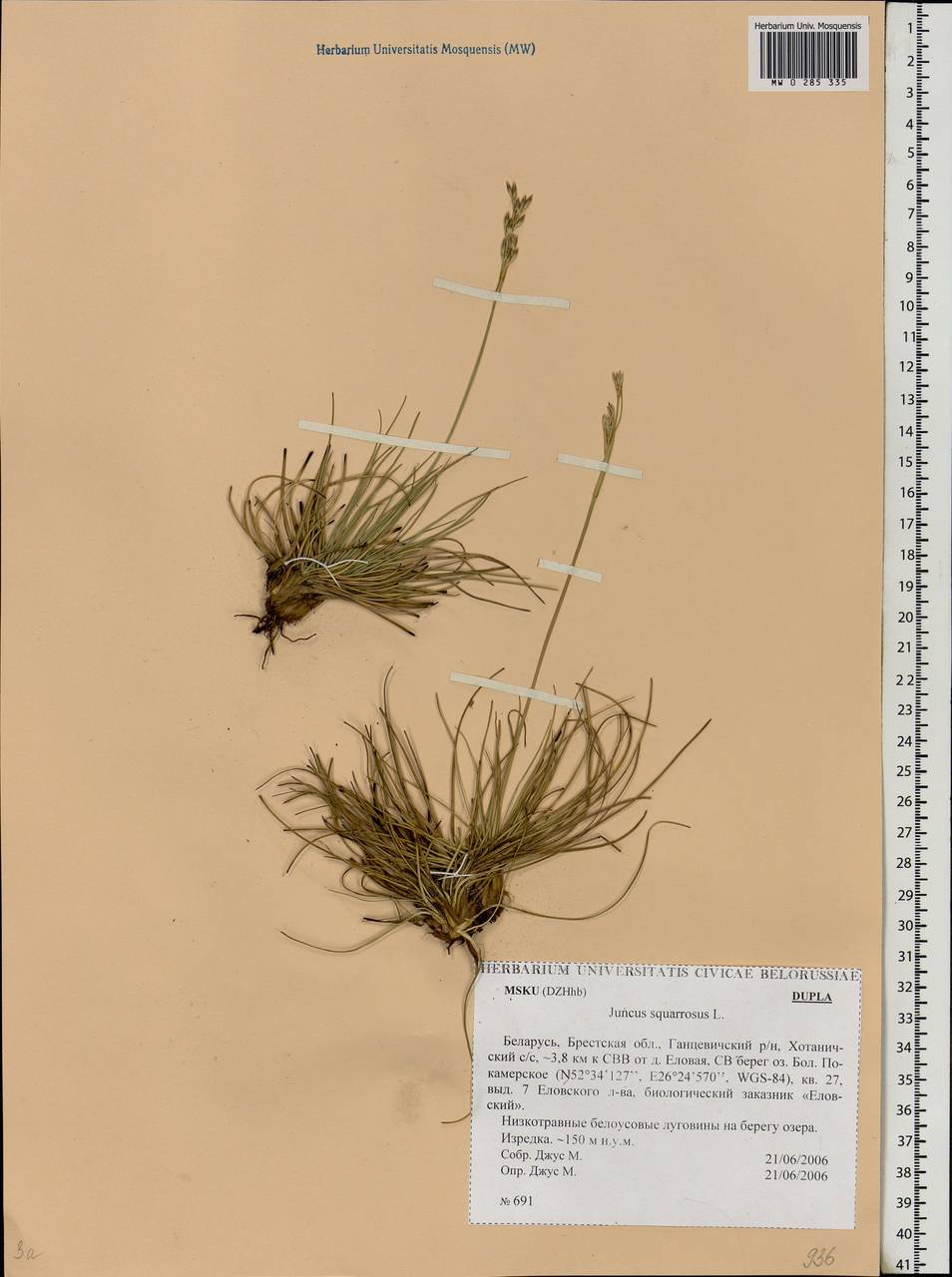 Juncus squarrosus L., Eastern Europe, Belarus (E3a) (Belarus)