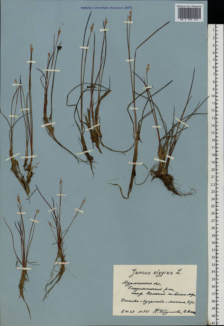 Juncus stygius L., Eastern Europe, Northern region (E1) (Russia)