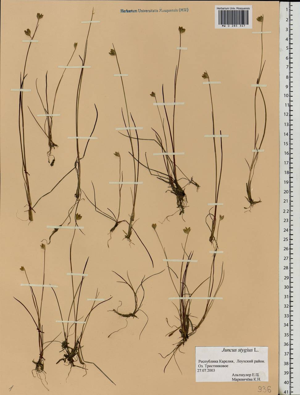 Juncus stygius L., Eastern Europe, Northern region (E1) (Russia)
