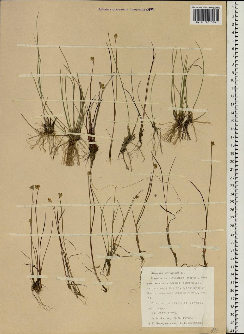 Juncus stygius L., Eastern Europe, Northern region (E1) (Russia)