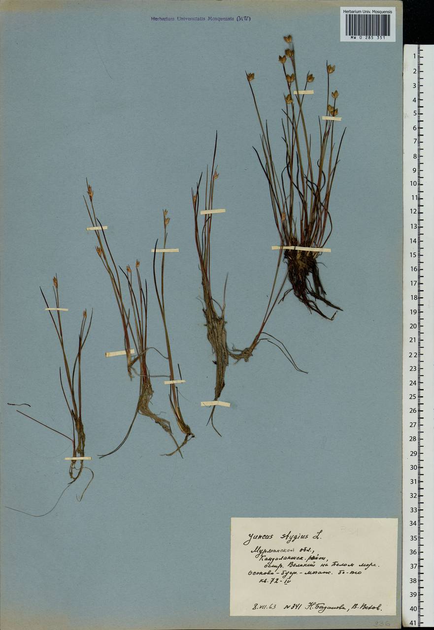 Juncus stygius L., Eastern Europe, Northern region (E1) (Russia)