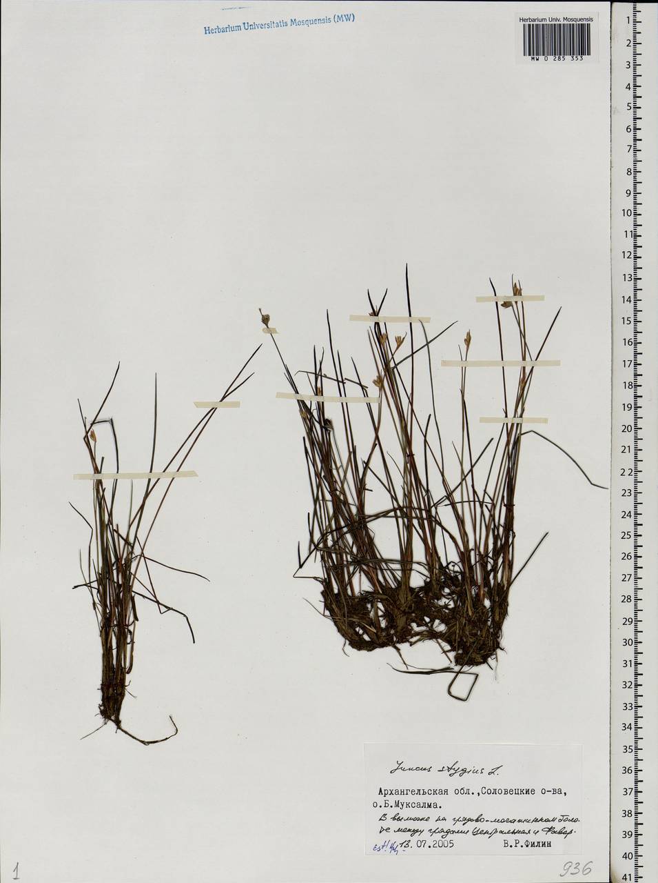 Juncus stygius L., Eastern Europe, Northern region (E1) (Russia)