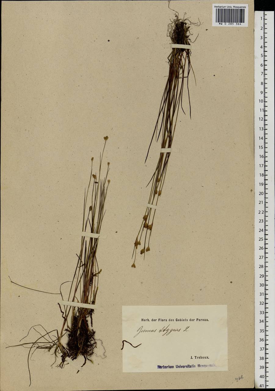 Juncus stygius L., Eastern Europe, Estonia (E2c) (Estonia)