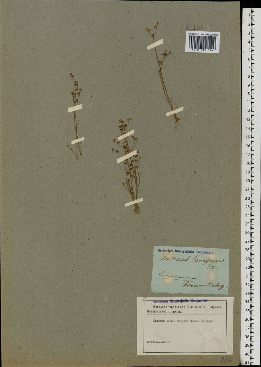 Juncus tenageia Ehrh. ex L.f., Eastern Europe, North Ukrainian region (E11) (Ukraine)
